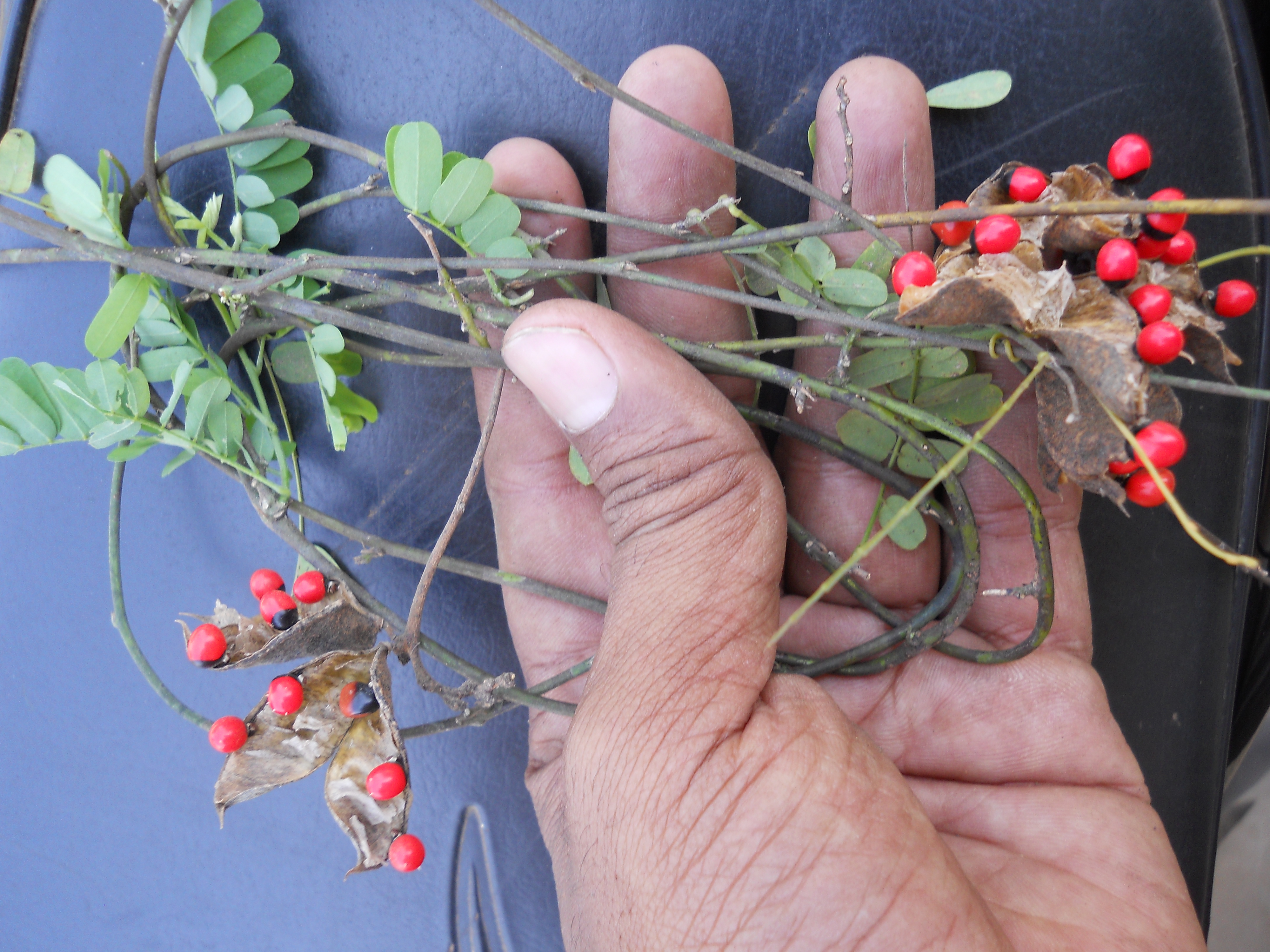 圖片來源：維基分享資源 / Abrus precatorius (YVSREDDY)