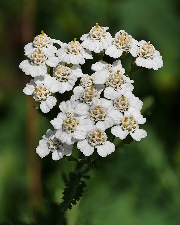 Yarrow (Achillea millefolium) on top of Janče hill (800 m), Slovenia. Size of flower is around 3×3 cm. Stack of 9 macro photos.